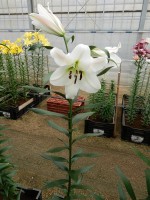 [5167 Topeka No02.JPG]